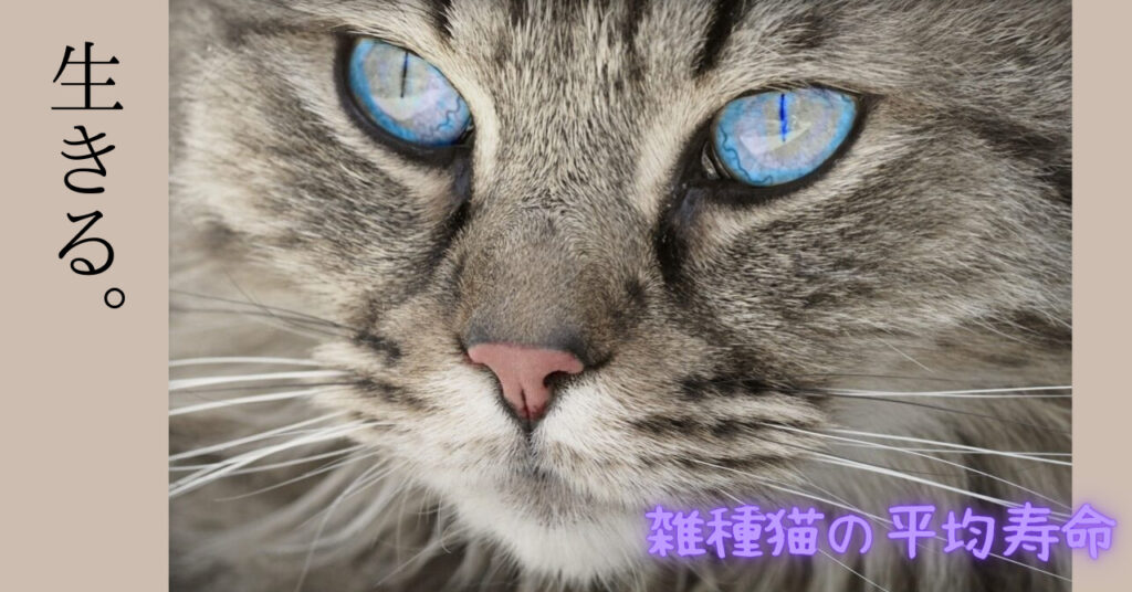 猫好きさん必見 雑種猫の体重 寿命 種類をわかりやすく解説します 猫って想像以上に 愛 でした