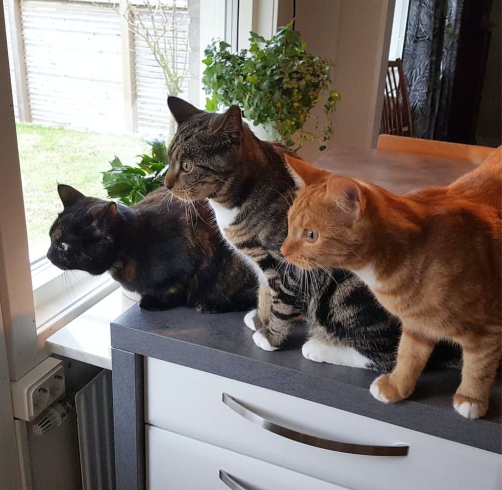 猫は雑種が可愛い 猫の性格を種類別に分析 しあわせ しっぽ ねこ