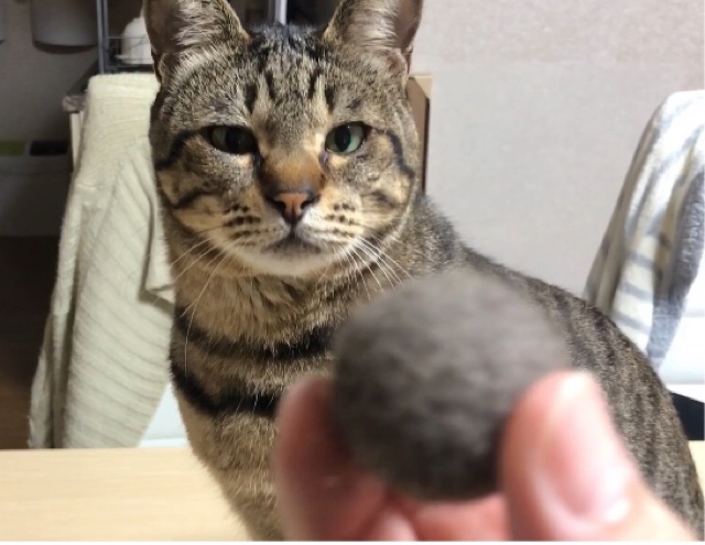 猫のひげが幸運を呼ぶ お守りにすれば効果絶大 しあわせ しっぽ ねこ