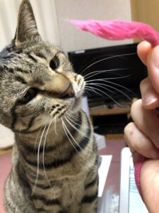 猫ヒゲの役割 猫のひげが抜ける周期や長さの意味 猫の気持ちの読み方など 猫って想像以上に 愛 でした