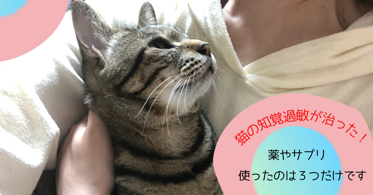 猫の知覚過敏が治った 薬やサプリ使ったのは３つだけです 猫って想像以上に 愛 でした